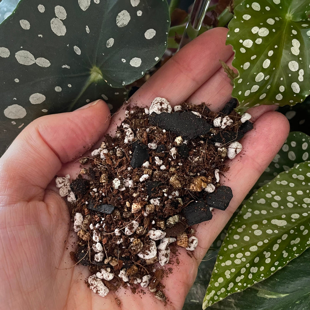 begonia-potting-mix-blend-rare-plantation-nz