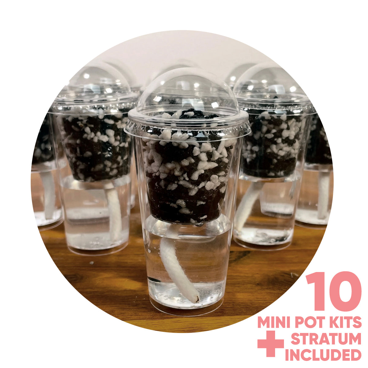 stratum-pup-cup-sel-watering-propagation-kit-nz-rare-plant-alocasia-corm