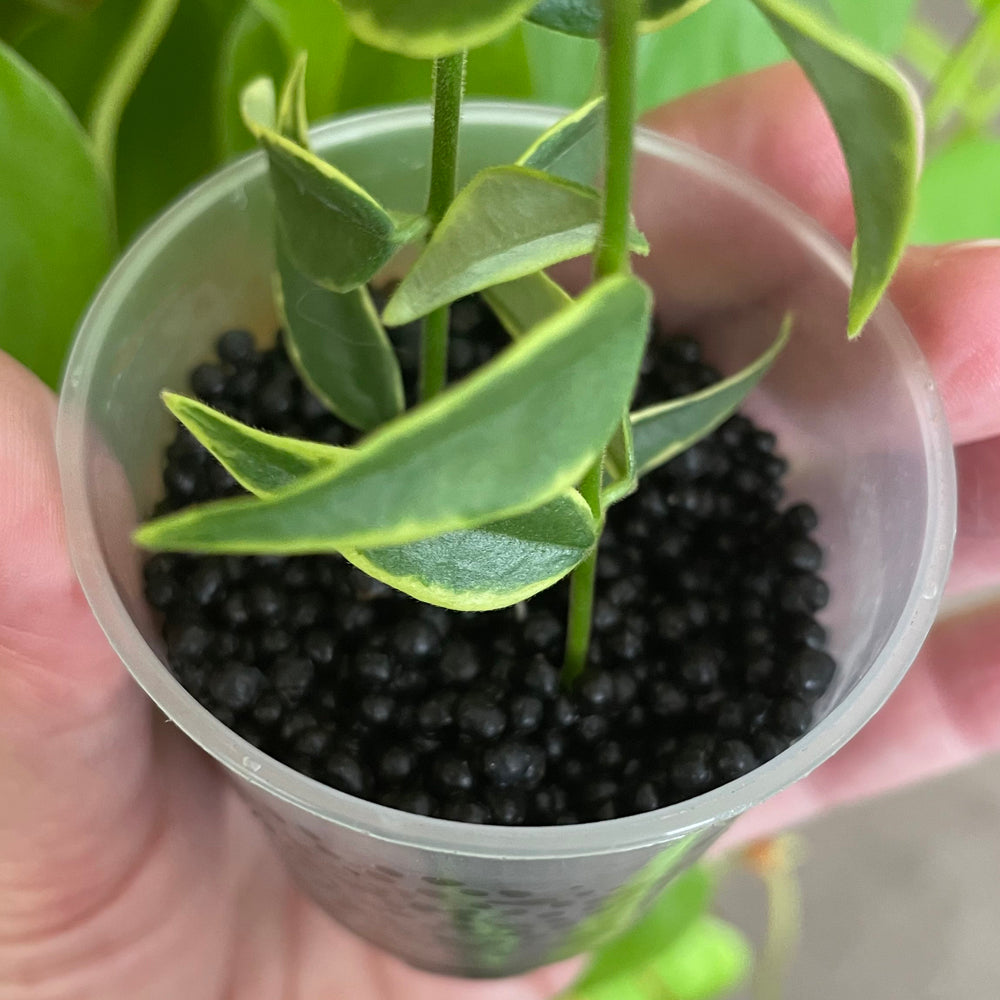 bio-leaf-stratum-aqua-soil-teku-mini