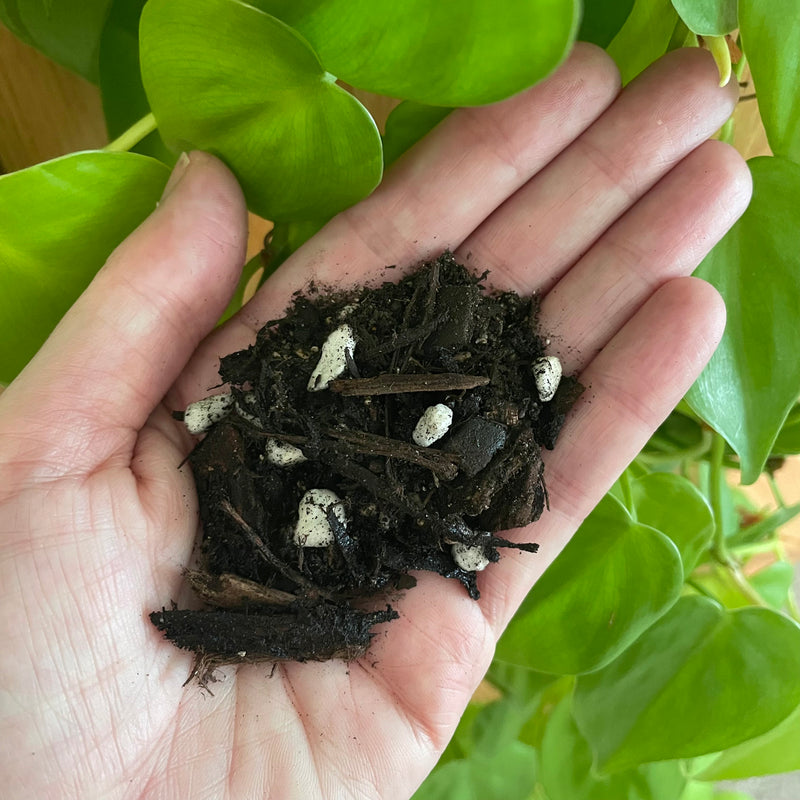 succulent-jungle-cacti-potting-mix-bio-leaf-in-hand