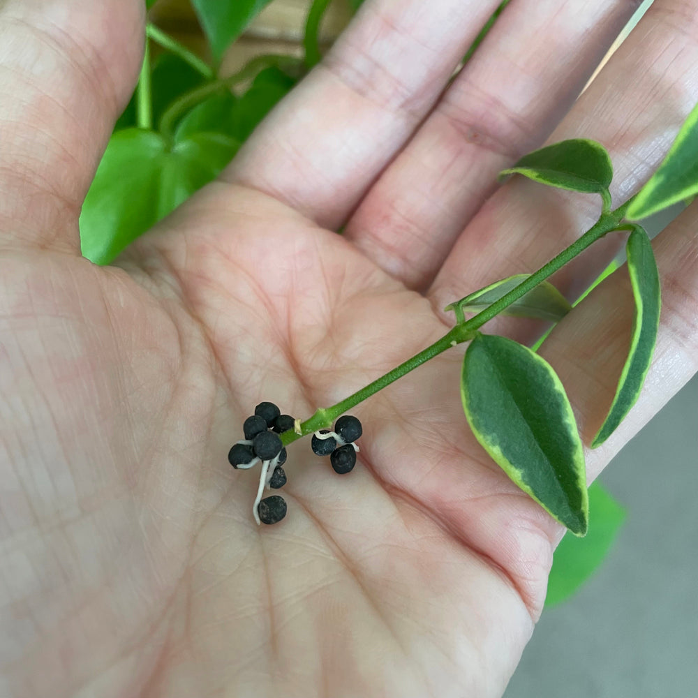bio-leaf-stratum-aqua-soil-roots-hoya