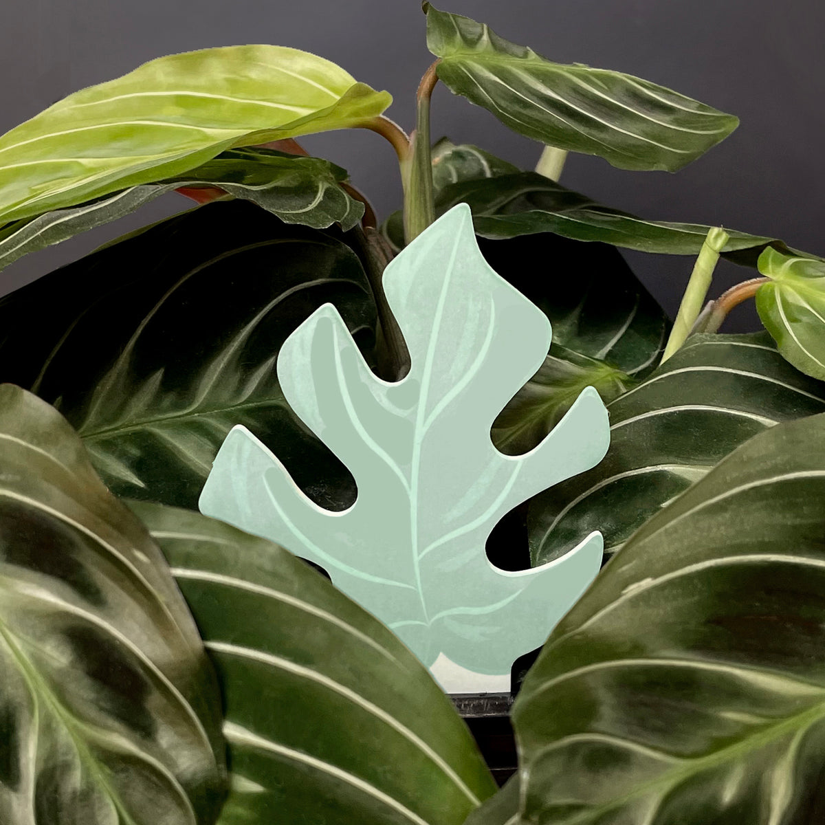 colour-changing-plant-water-soil-moisture-meter-biodegradable