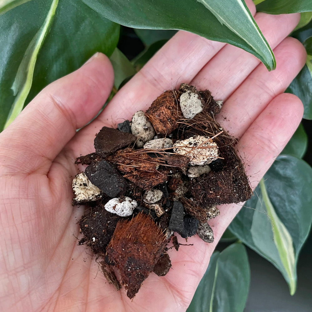 chunky-aroid-potting-mix-rare-plantation