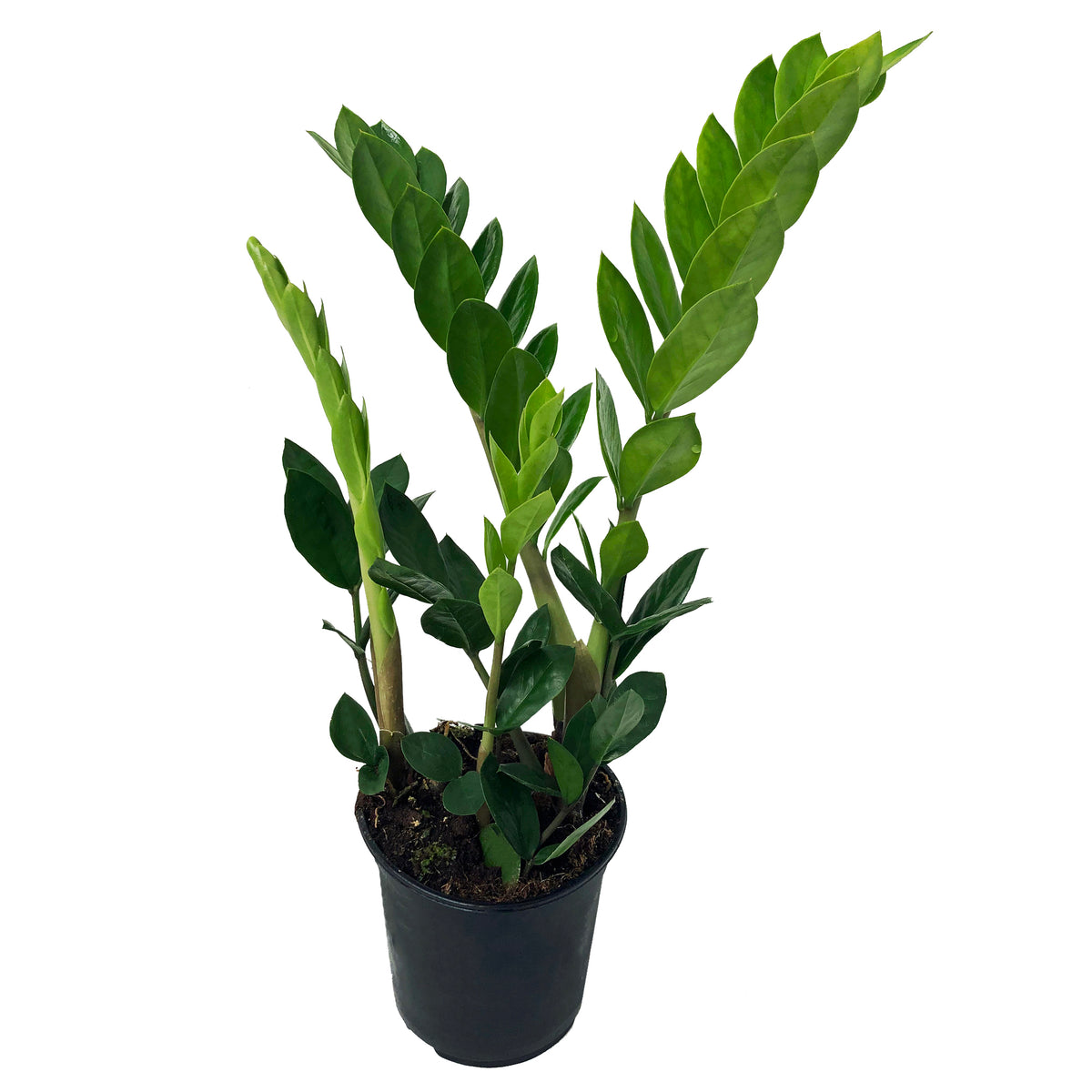 Zamioculcas Zamiifolia ZZ Plant Care Guide