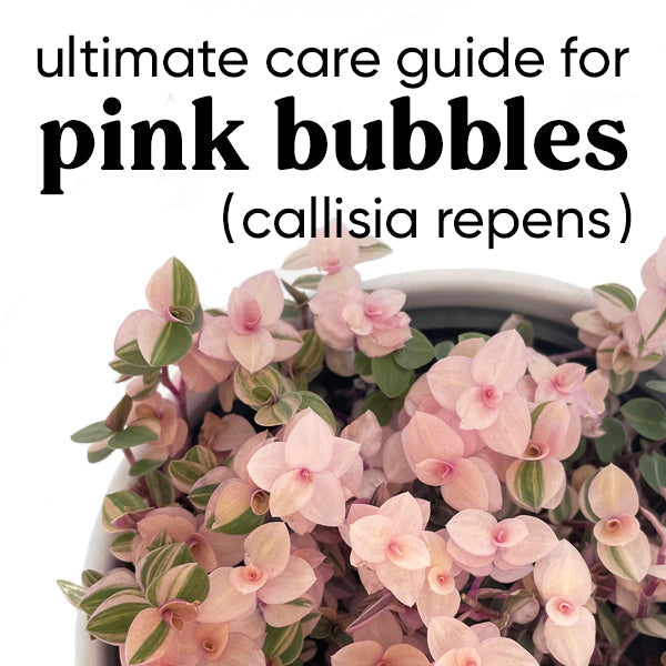 plant care-guide-pink-bubbles-callisia-repens