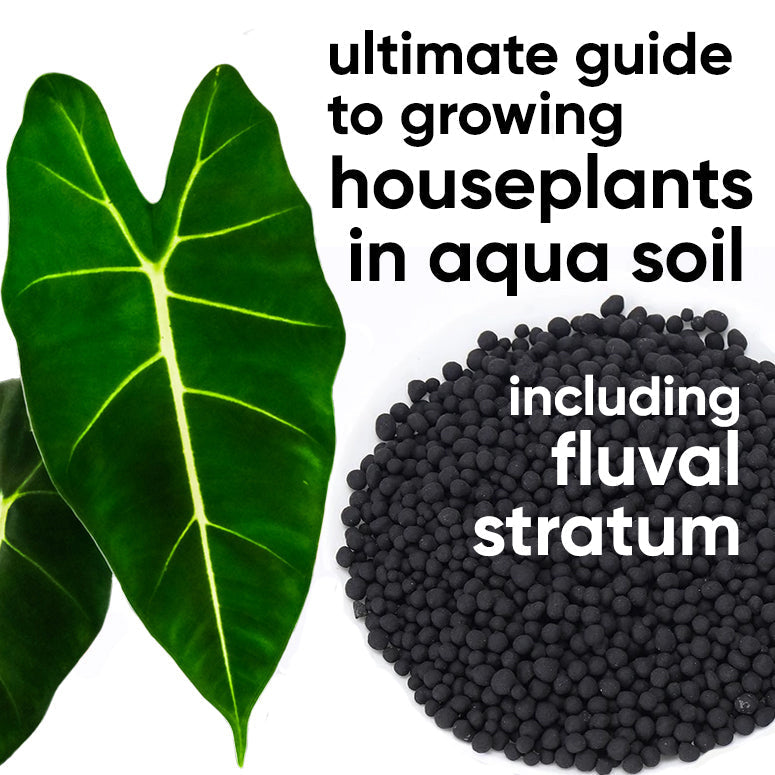 how-to-grow-houseplants-indoor-aqua-soil-fluval-stratum