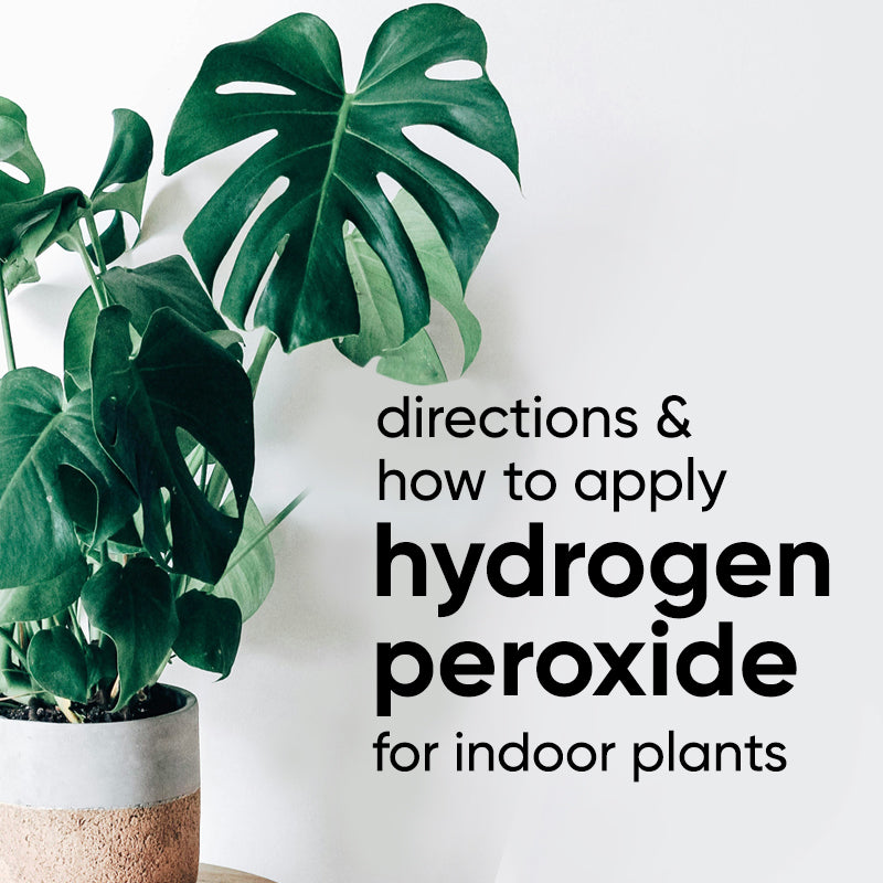 How to use Hydrogen Peroxide (H2O2) for plant care, pests and cleaning