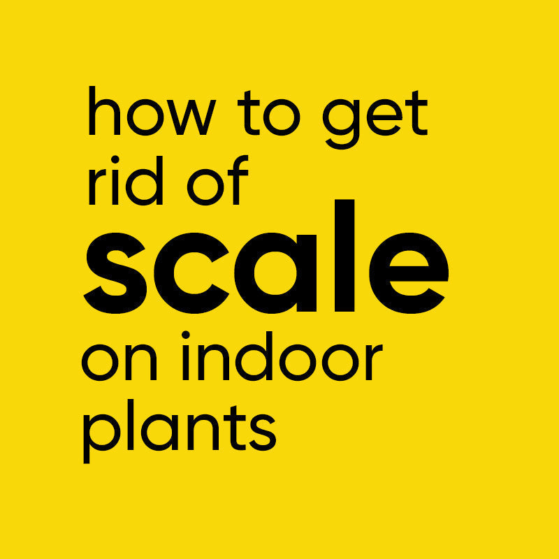 how-to-treat-scale-indoor-plants-houseplants