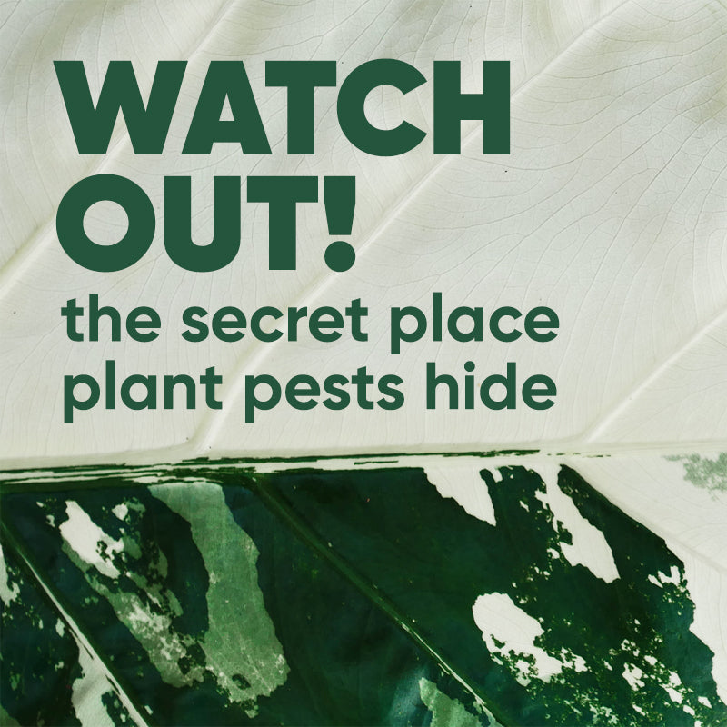 pests-hide-under-leaves-xylem-phloem-sap